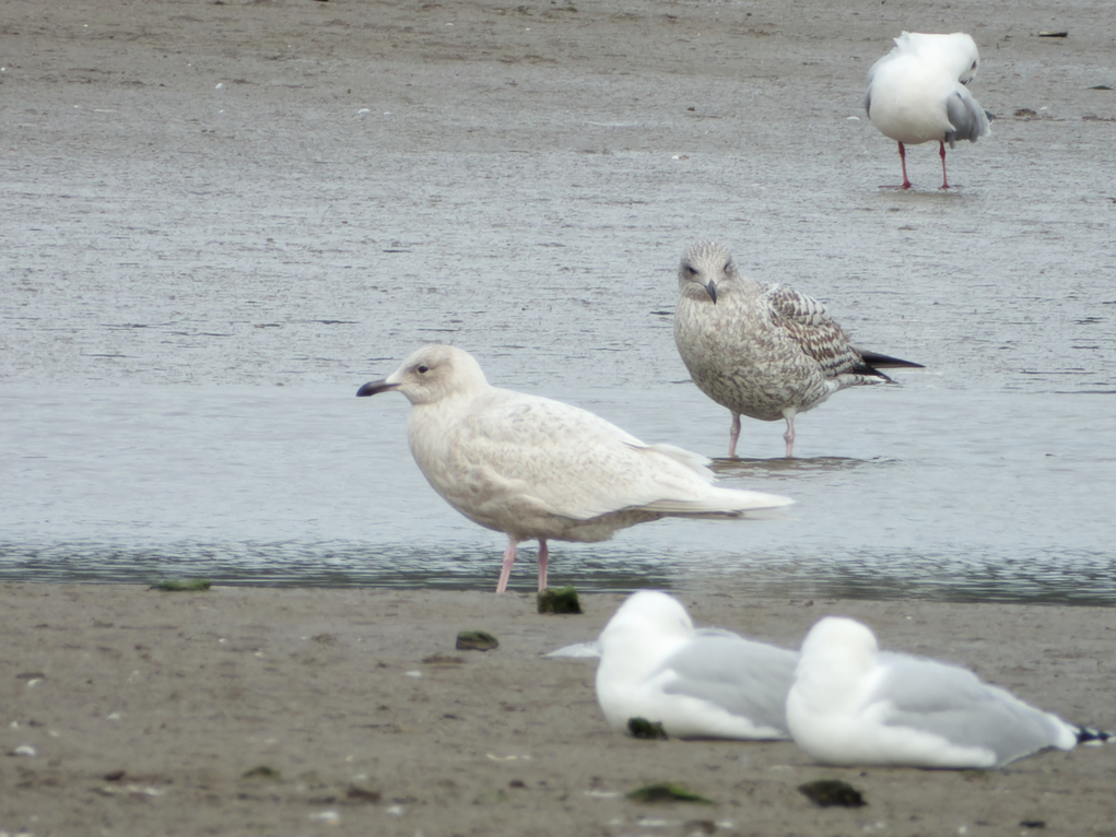 Photo of Iceland Gull